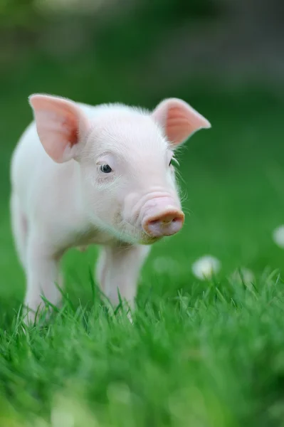 Cerdito. — Foto de Stock