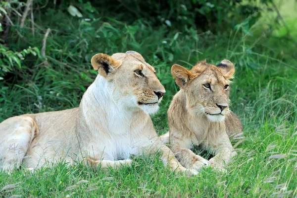 Lion in the grass of Masai Mara, Kenya — Stock Photo, Image