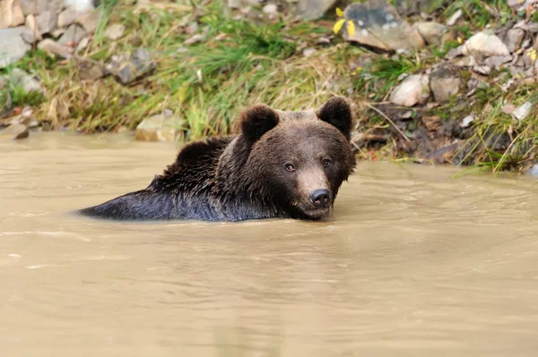 Brown bear — Stock Photo, Image