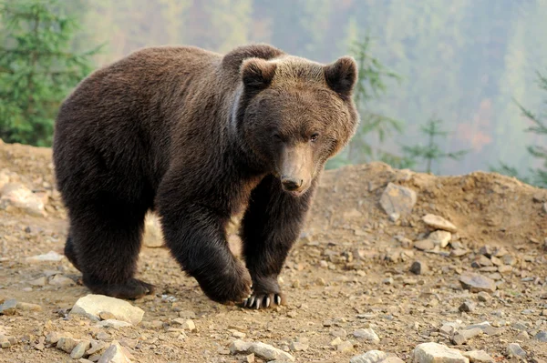 Braunbär — Stockfoto