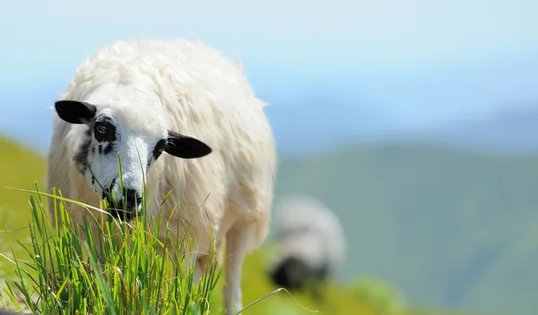 Sheep — Stock Photo, Image