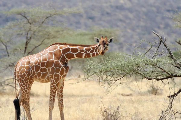 Girafa — Fotografia de Stock