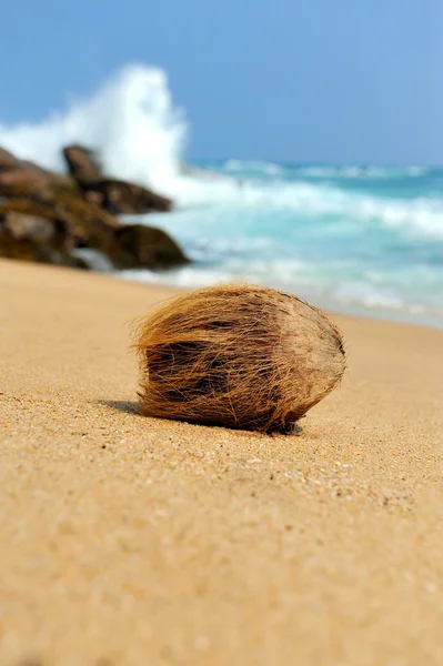 Kokos på tropisk strand — Stockfoto