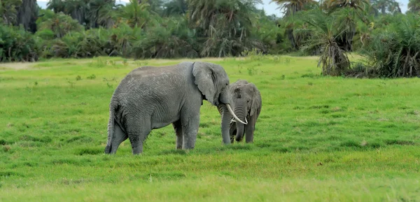 Elefant — Stockfoto