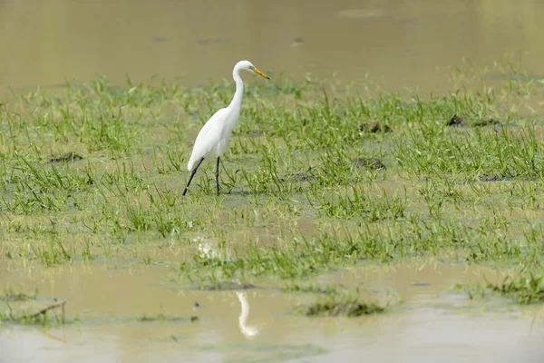 White egret — Stock Photo, Image