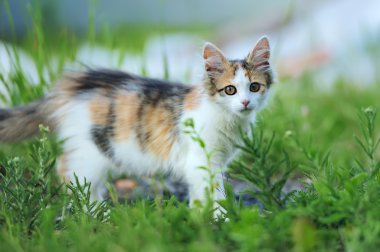 Genç kedi