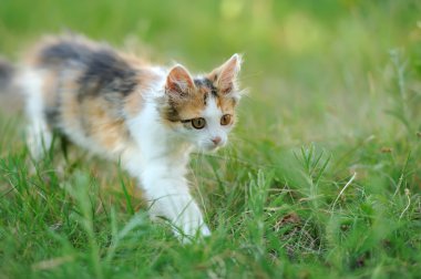 Genç kedi
