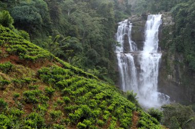 Sri Lanka 'da güzel bir şelale