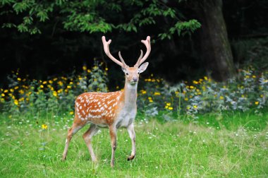Whitetail Geyik ayakta yaz ahşap