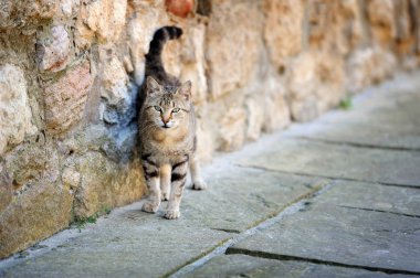 Çevre duvar dibinde oturan yolunu yitirmek kedi 