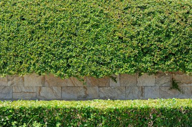 Yaprakları duvar arka plan taşlı 