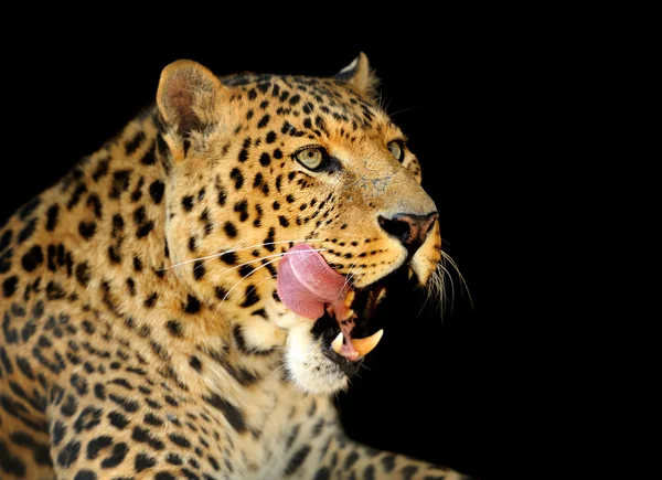 Leopard — Stockfoto