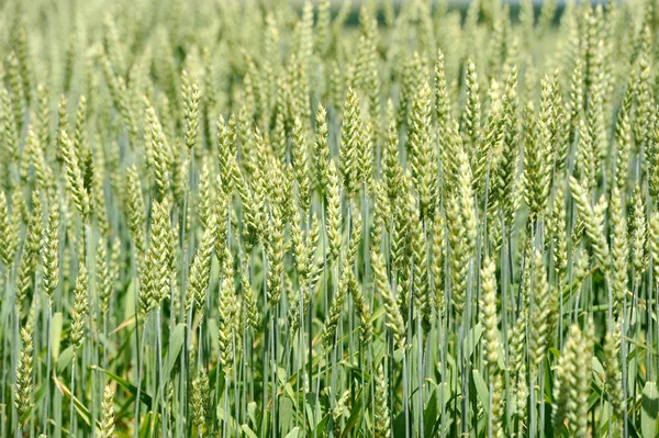 Green wheat in the field — Stock Photo, Image