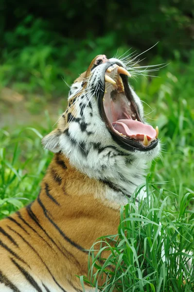 Tiger — Stockfoto