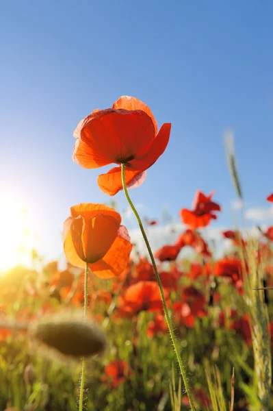 Fält av ljusa röda corn vallmo blommor — Stockfoto