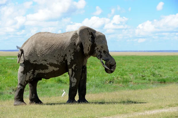 Elephant — Stock Photo, Image