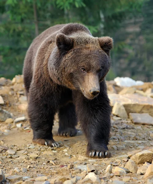 Urso castanho — Fotografia de Stock