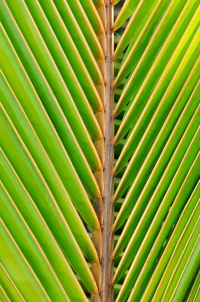 Текстуры листьев зеленой пальмы — стоковое фото