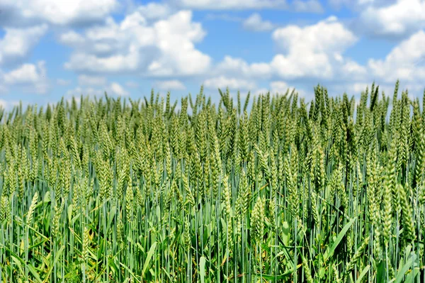 畑に有機緑小麦 — ストック写真