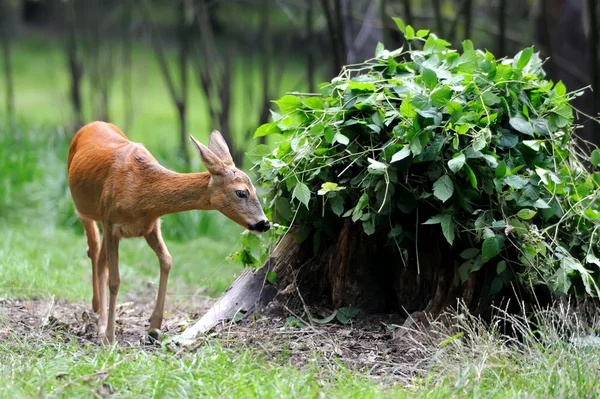 Young deer in summer forest — Stock Photo, Image