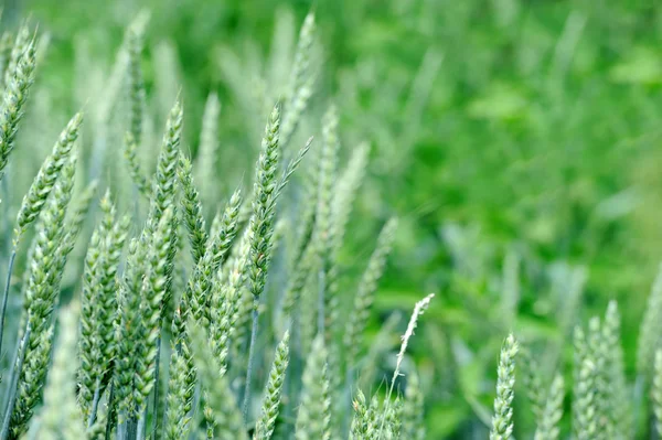 Grüner Weizen auf dem Feld — Stockfoto