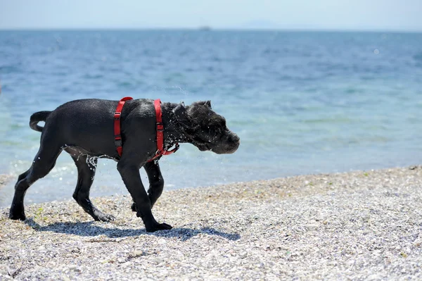 Trauriger junger schwarzer Hund — Stockfoto