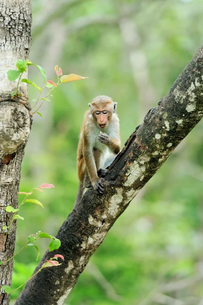Maymun yaşayan doğada — Stok fotoğraf