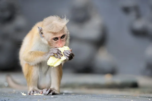 Affe in der lebendigen Natur — Stockfoto