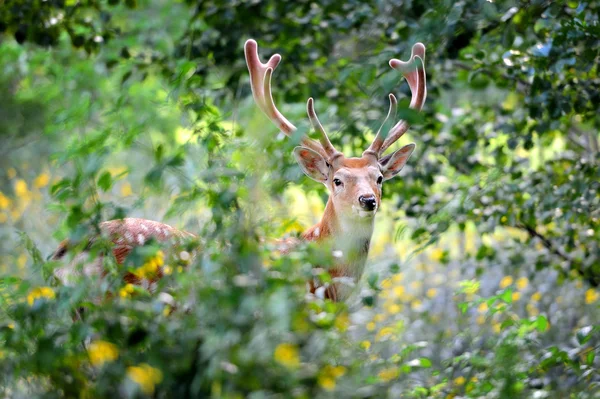 Whitetail jelenie stojący w lecie drewna — Zdjęcie stockowe