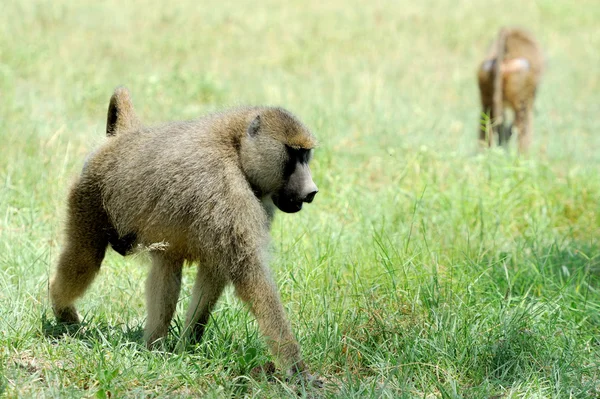 Babuíno no Parque Nacional Masai Mara do Quênia — Fotografia de Stock