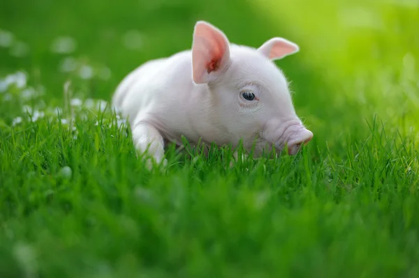 Piglet — Stock Photo, Image