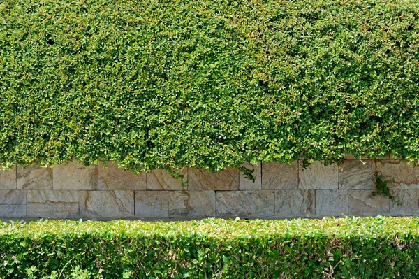 Hojas de fondo de pared con piedra — Foto de Stock