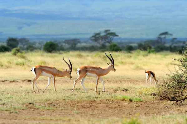 Thomson's gazelle — Stock Photo, Image