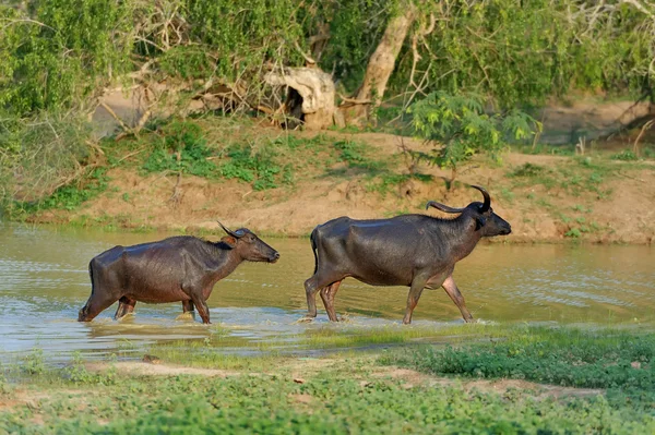 Water buffalo are bathing in a lake — Stock Photo, Image