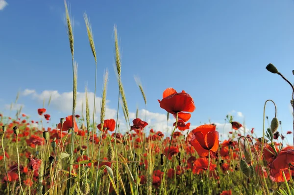 Åker med røde maisblomster – stockfoto