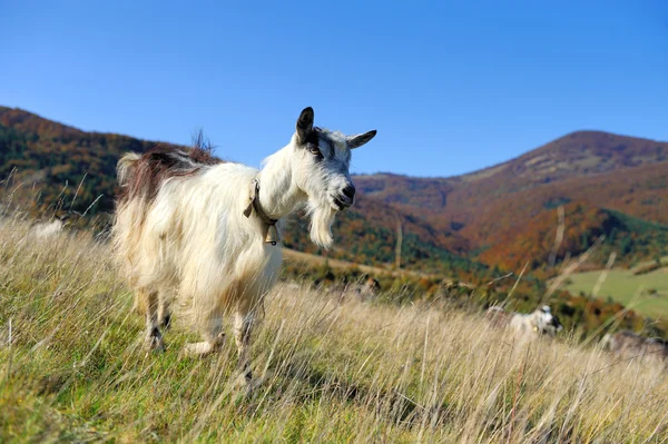 Dağda keçi. Sonbahar sezon — Stok fotoğraf