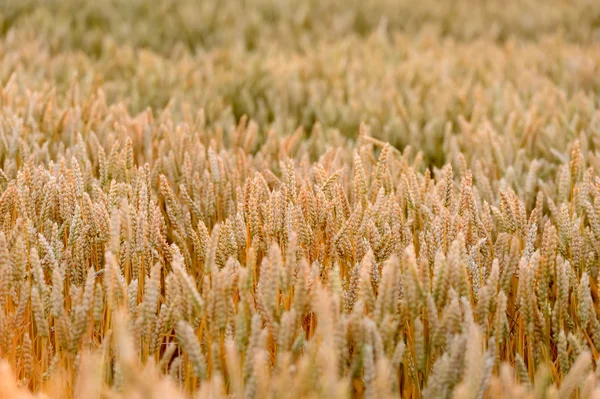 Wheat field — Stock Photo, Image