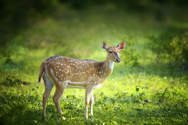 Wild Spotted deer — Stock Photo, Image