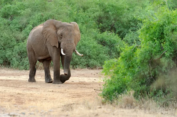 Elefant – stockfoto