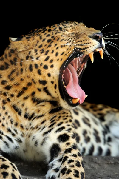 Leopardo — Foto Stock