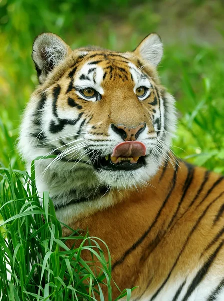 Tiger — Stockfoto