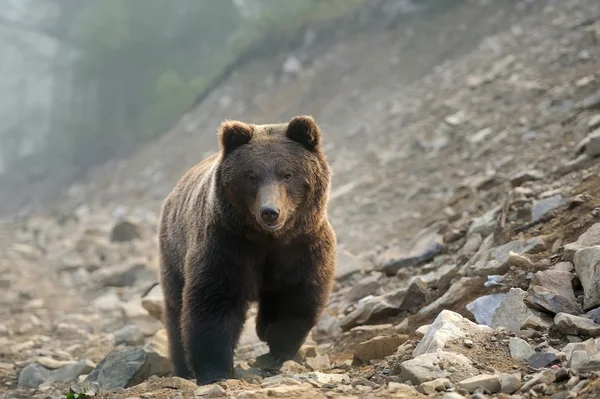 Urso castanho — Fotografia de Stock