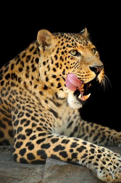 Leopard — Stockfoto