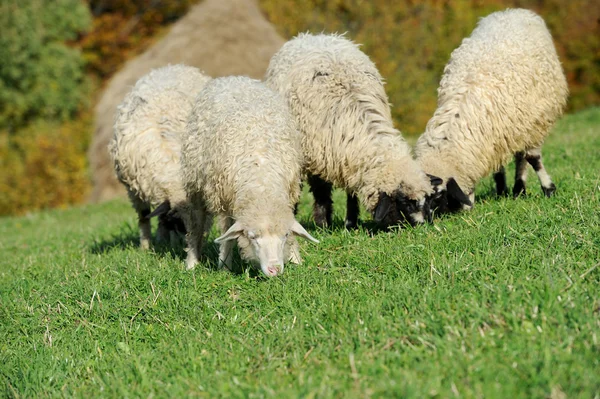 Стадо овец на осеннем поле — стоковое фото