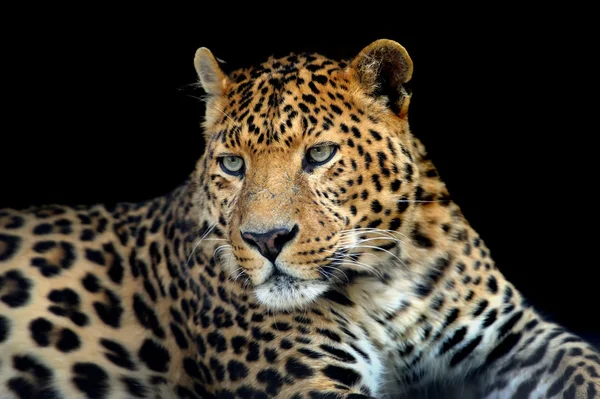 Leopard — Stockfoto