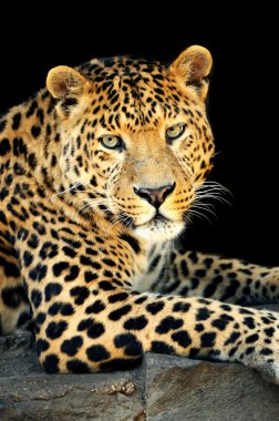 leopar