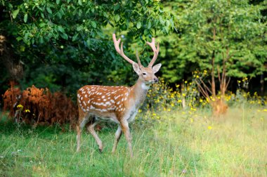 Whitetail Geyik ayakta yaz ahşap