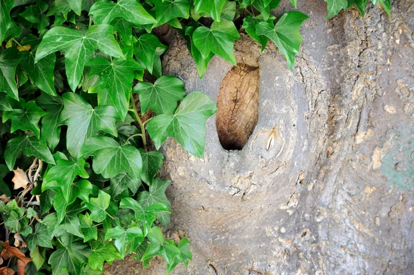 Ivy growing on old wood — Stock Photo, Image