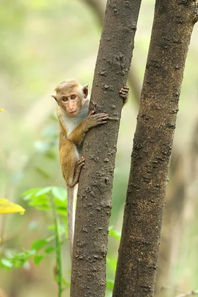 Opice v živé přírodě. země Srí lanka — Stock fotografie