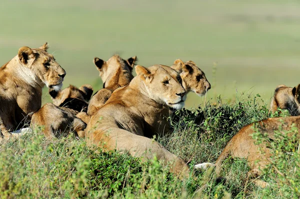 Löwe im Gras der Masai Mara, Kenia — Stockfoto